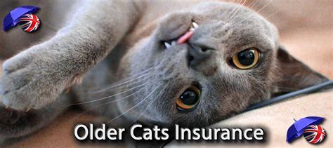 senior cat insurance uk.